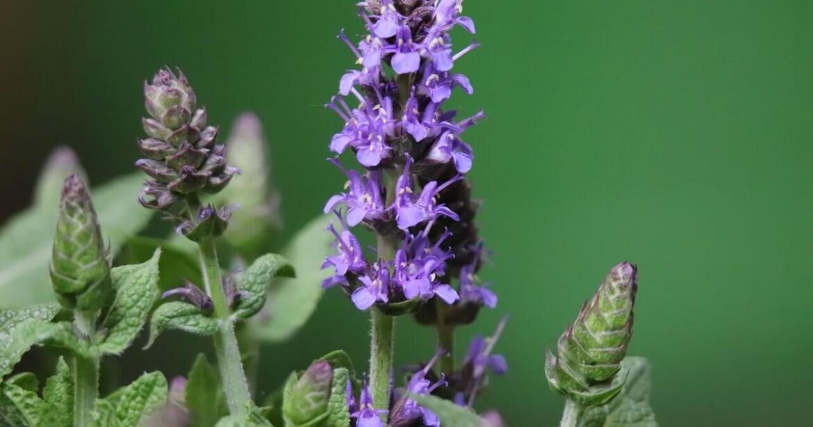Maintenance of mature salvias in the water-wise garden | Master Gardener | Home and Garden Maintenance of mature salvias in the water-wise garden | Master Gardener | Home and Garden