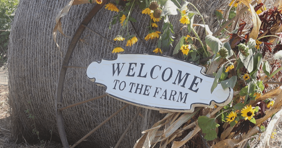 Flower Farm Day selling fresh flower bouquets at annual event | News