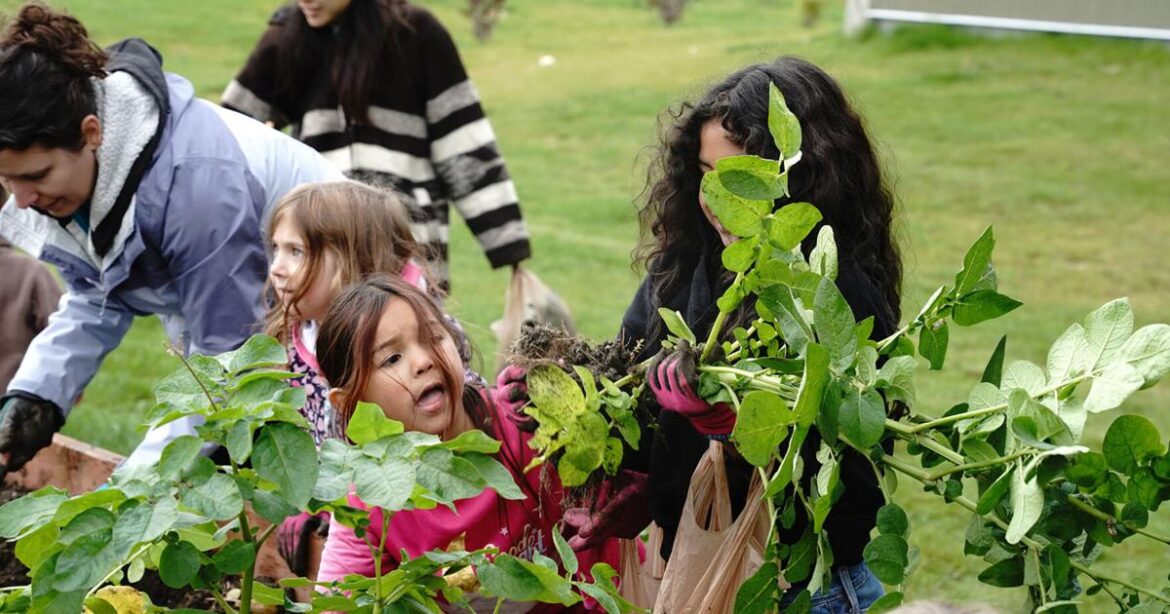 Noel Wien Library garden provides a bounty | Local News Noel Wien Library garden provides a bounty | Local News