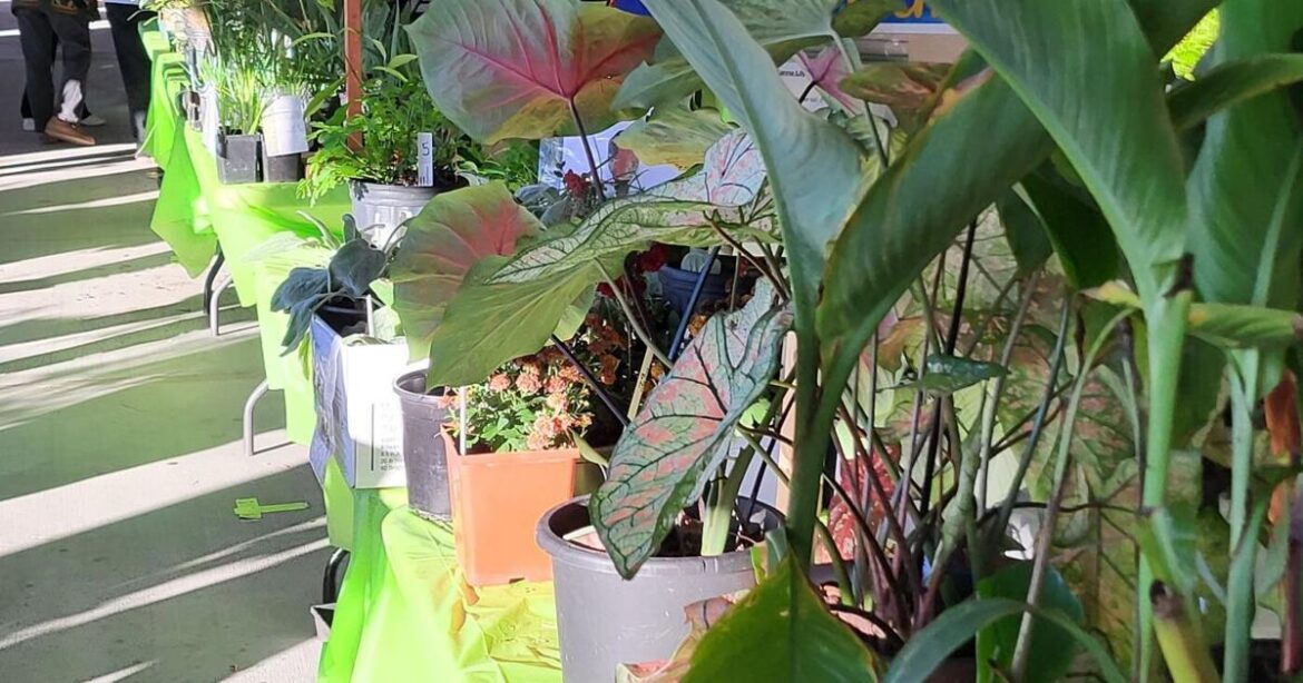 Davidson County Annual Master Gardeners plant sale changes time, place; adds food trucks | Local News