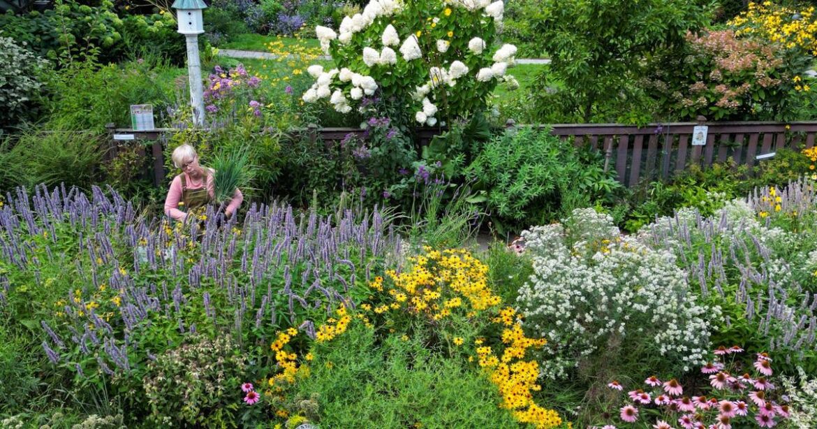 Gaining ground: Native plants surge as gardeners try to save bees, butterflies | Home and Garden Gaining ground: Native plants surge as gardeners try to save bees, butterflies | Home and Garden