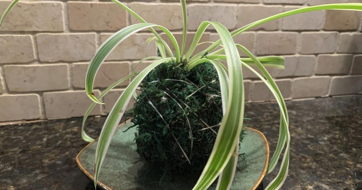 Transform your houseplants into art with this Japanese gardening technique | News Transform your houseplants into art with this Japanese gardening technique | News