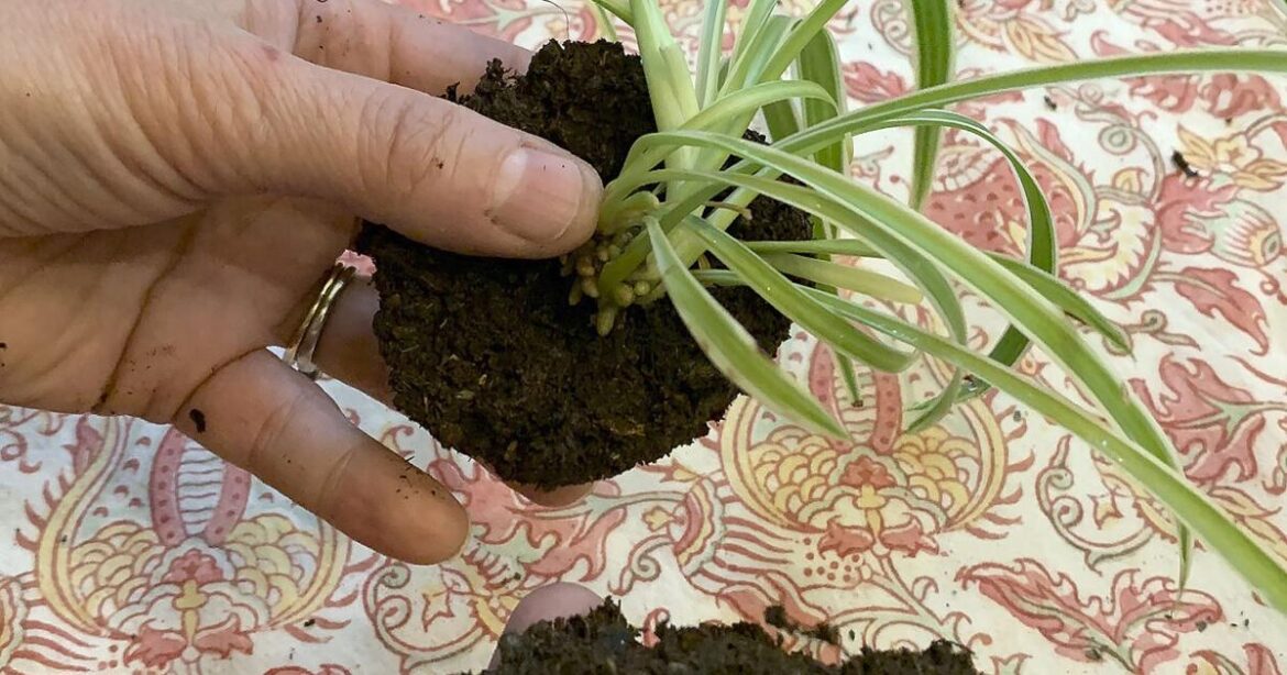 Transform your houseplants into art with this Japanese gardening technique | Lifestyles Transform your houseplants into art with this Japanese gardening technique | Lifestyles