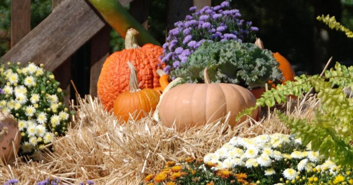 Add a Fall display to your garden, front steps or balcony | Premium Plus
