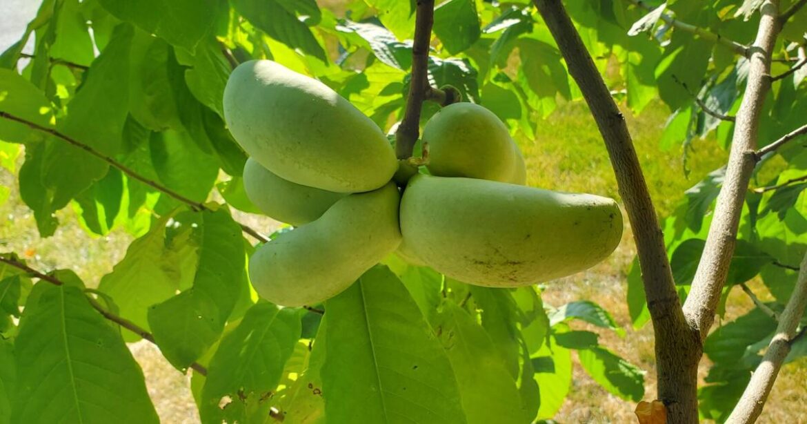 In the Garden | Just ripe | Gardening