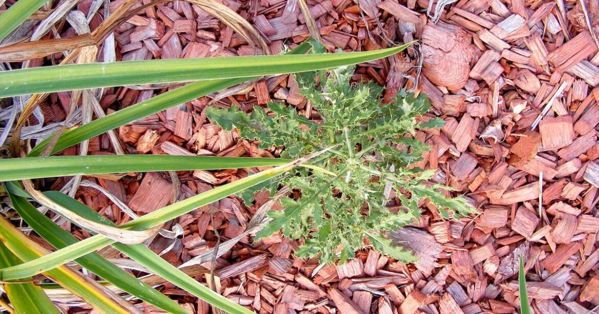 BACK TO THE ROOTS: Time to winterize the garden | Lifestyles