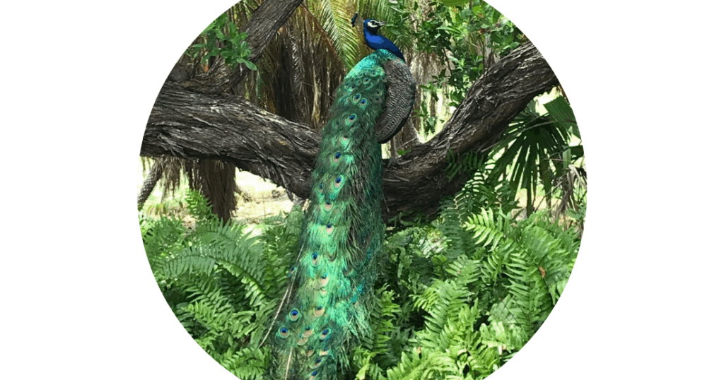 The Quiet Gardens | Columnists The Quiet Gardens | Columnists