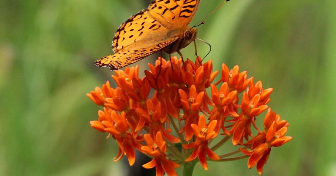 Mike Lunsford: Idea of a new state flower takes bloom | Local News Mike Lunsford: Idea of a new state flower takes bloom | Local News