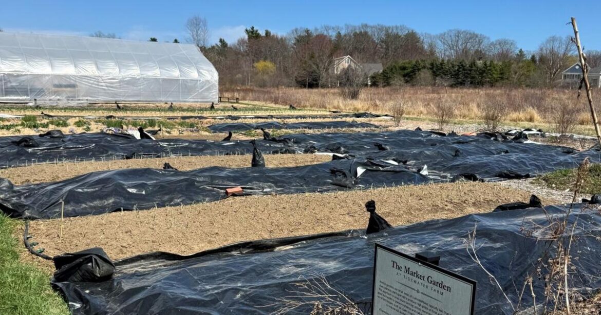 Get ready for spring: Fall garden prep tips | Things To Do