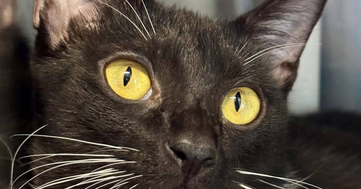 Dahlia | Pet Of The Week Dahlia | Pet Of The Week