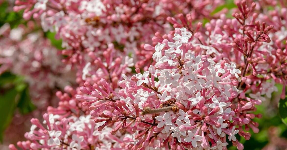 Garden tips for October | Master Gardener | Lifestyles