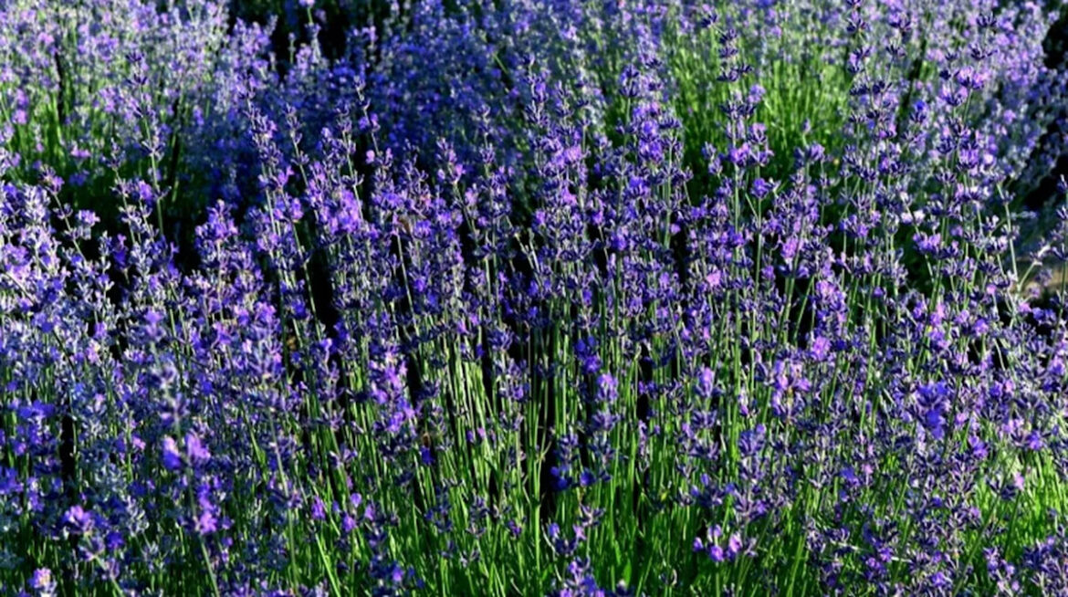 The Lavender Pruning Tip That Helps Your Plant Survive The Long Winter Yahoo lifestyle home