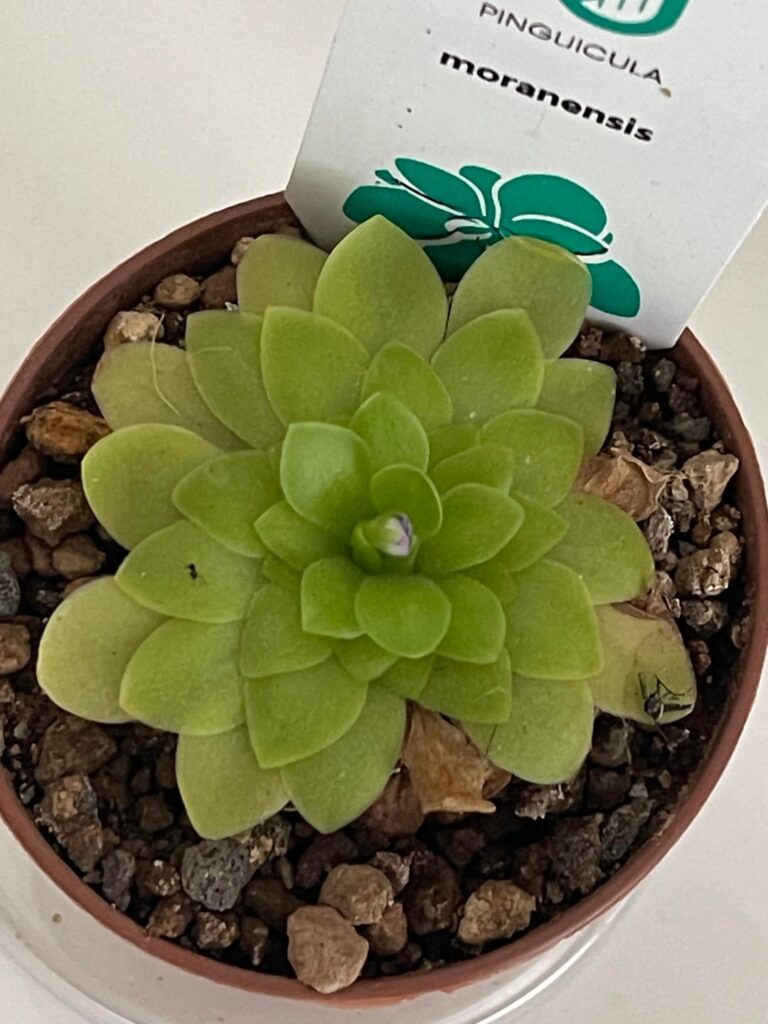What’s happening with the leaves?