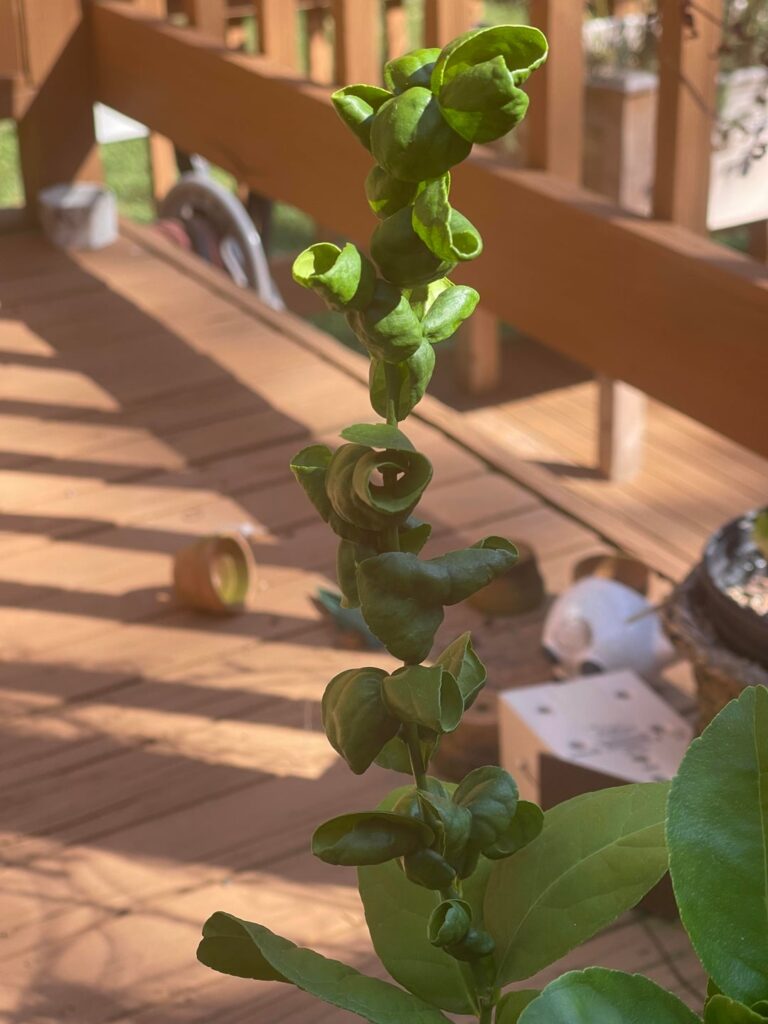What’s going on with my lime plant? Are the curling leaves related to the suspicious new tenants? (Pics) What’s going on with my lime plant? Are the curling leaves related to the suspicious new tenants? (Pics)