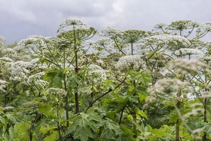 Big hogweeds in a field.