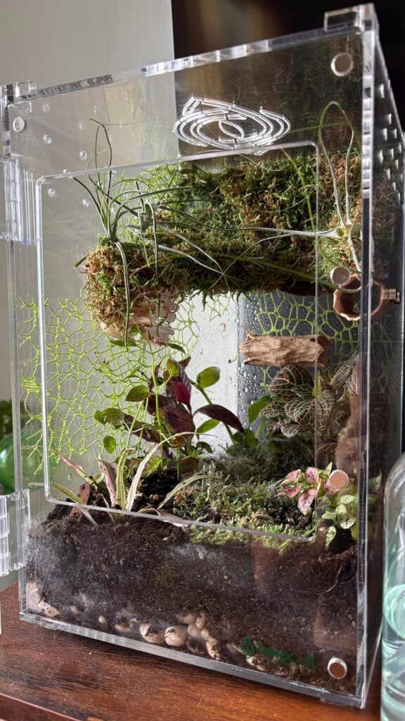 New Terrarium. White web-like mold?