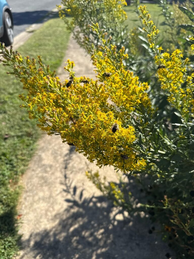 It’s a party on the Goldenrod
