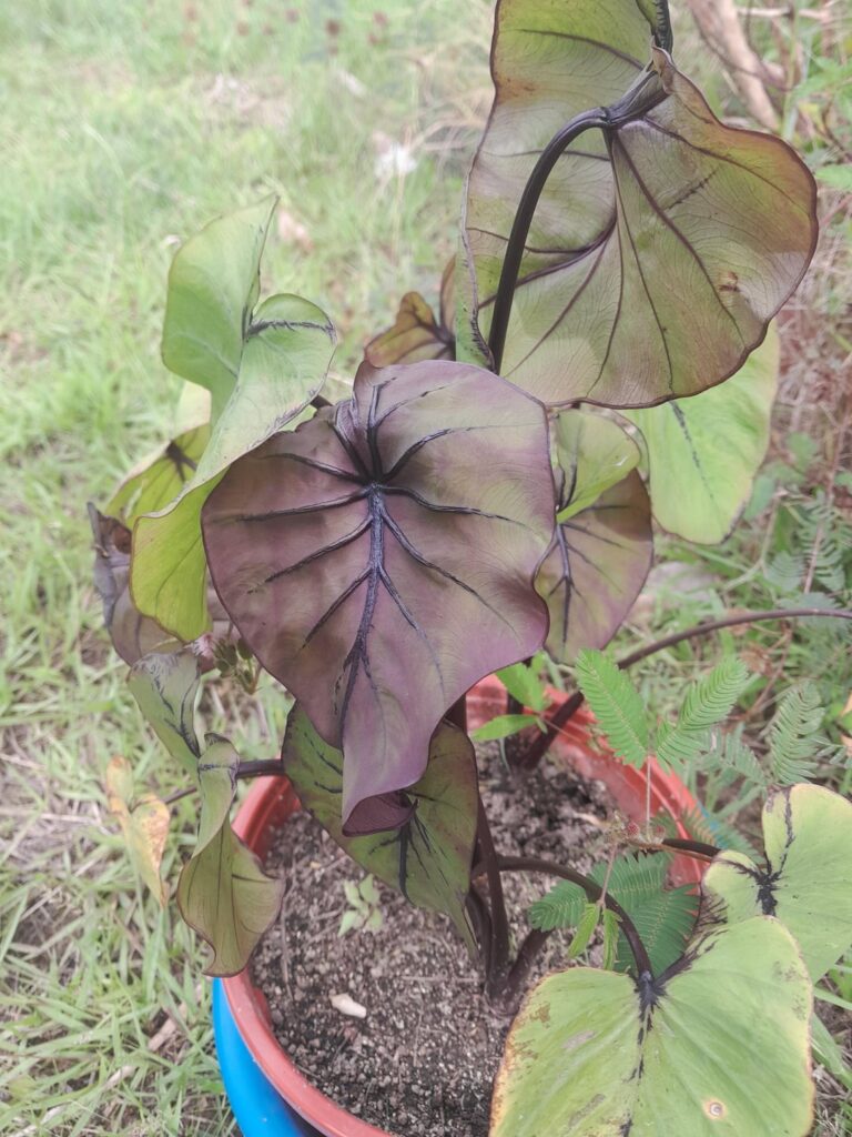 Why is my colocasia coming out purple? (Also cat tax) Why is my colocasia coming out purple? (Also cat tax)