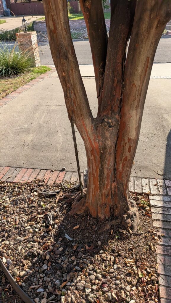 How to get rid of metal rebar in trees? How to get rid of metal rebar in trees?