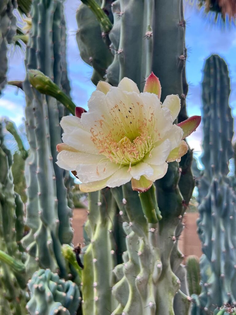 My cactus bloomed 3 flowers last night!