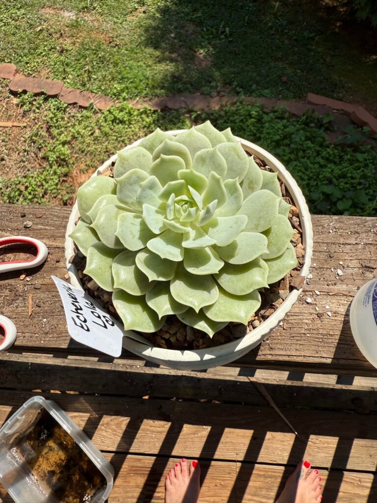 Lola is looking a little unhappy