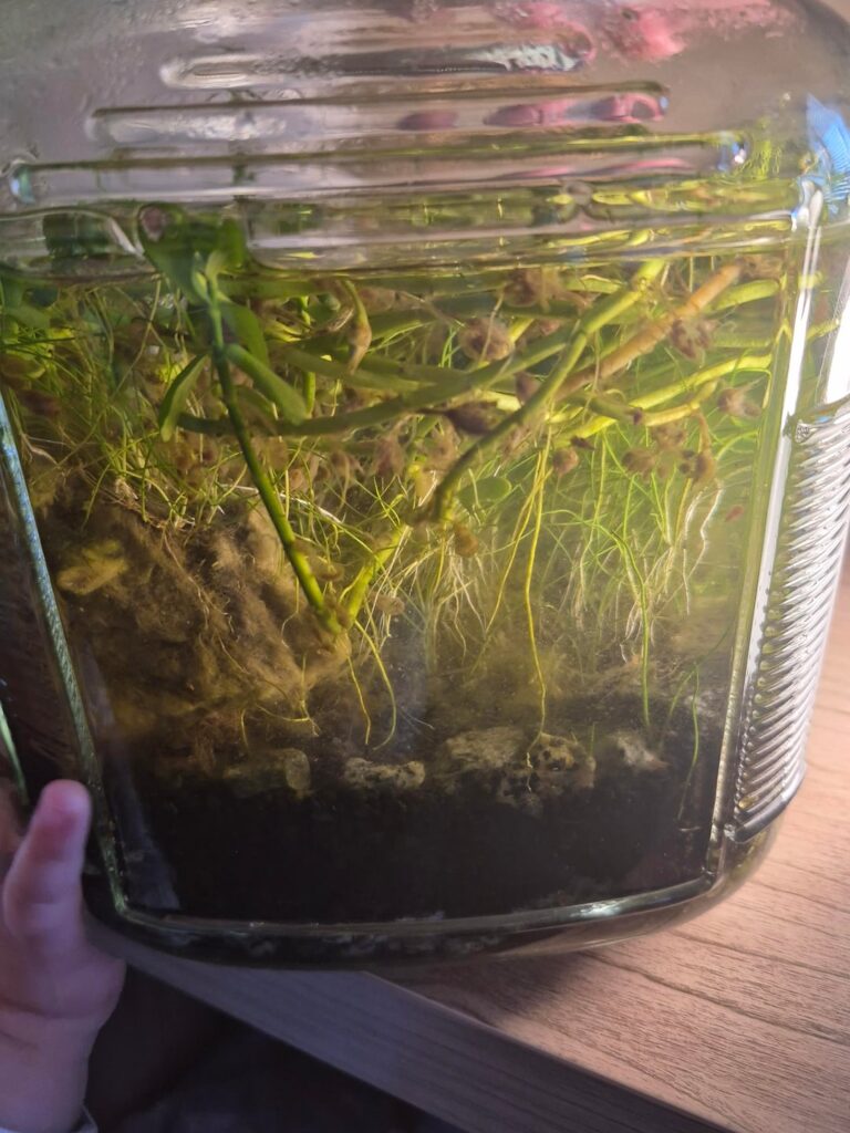 Snail dead or alive?