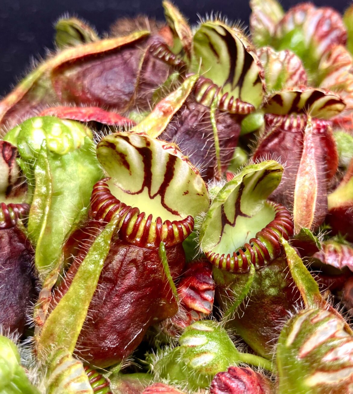 Cephalotus follicularis 😘