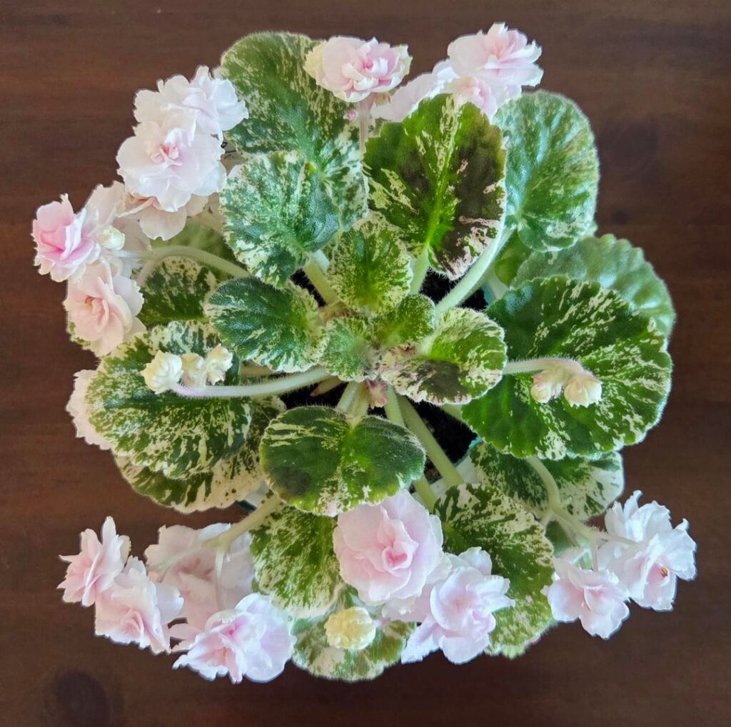 Watermelon Snow