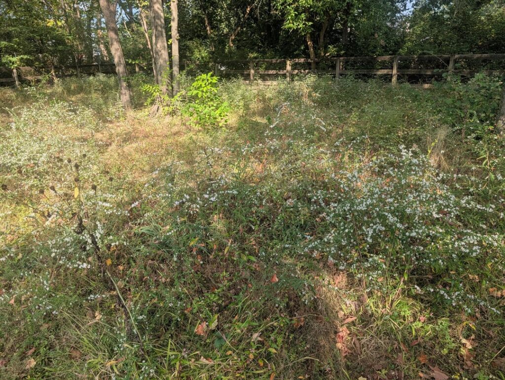 I stopped mowing and asters immediately took over the area! I stopped mowing and asters immediately took over the area!
