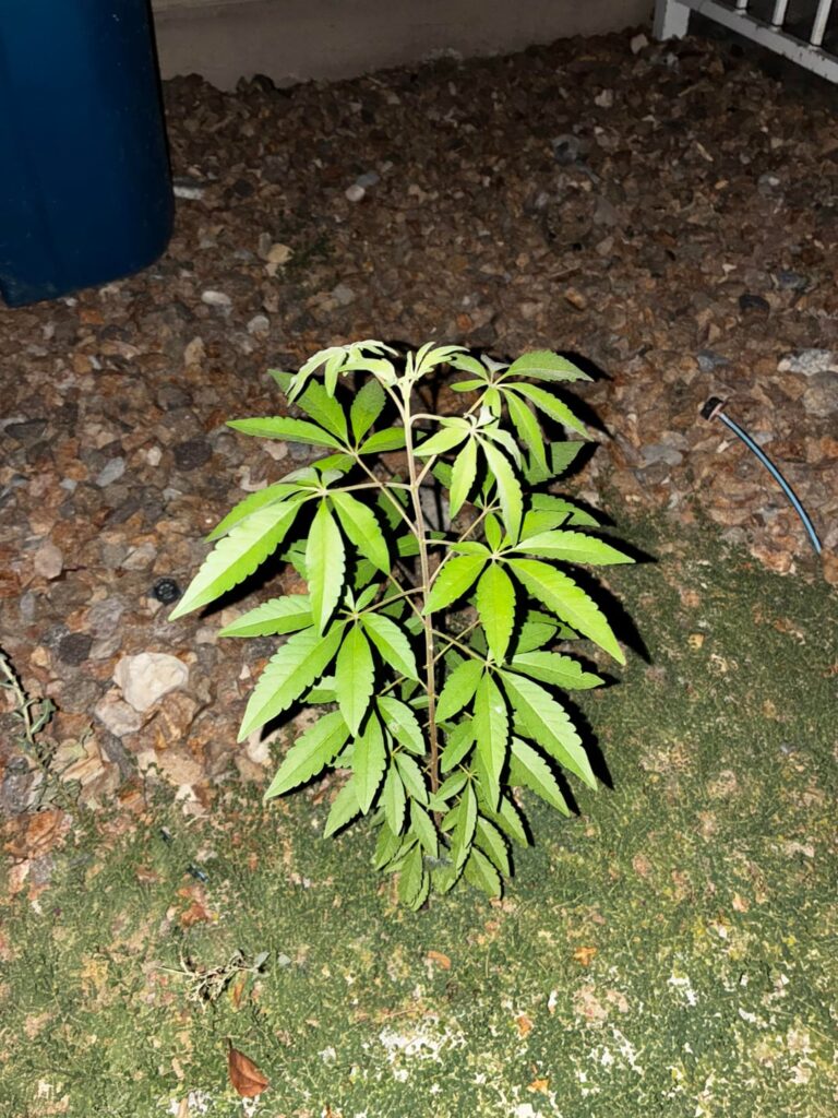 What kind of plant is this?