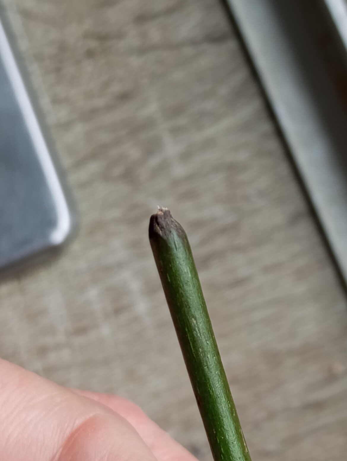 Is this rot on my begonia stem?