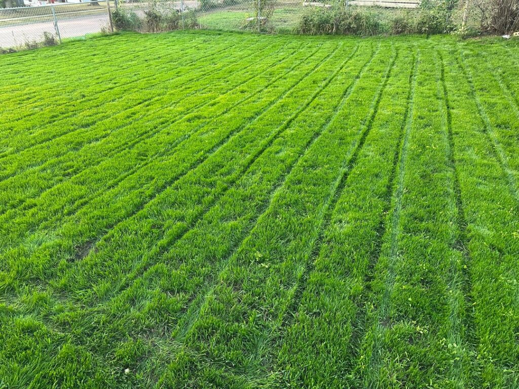 1 month update on twin city seed blue resilience