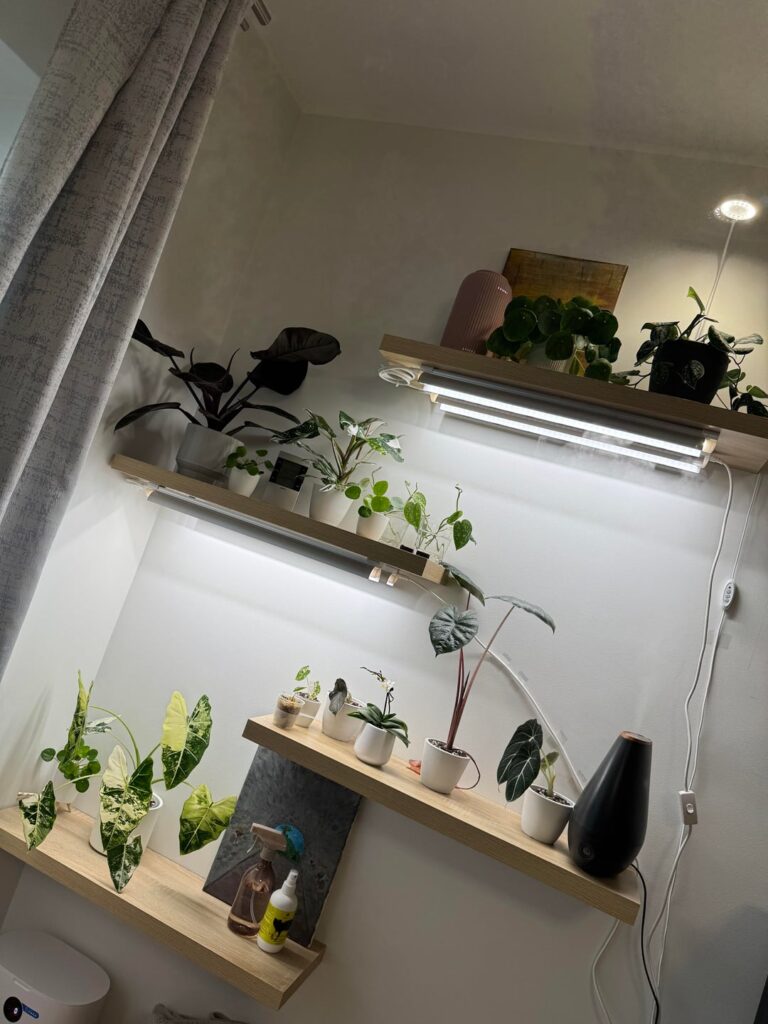 My husband built me my dream plant shelf 🥹