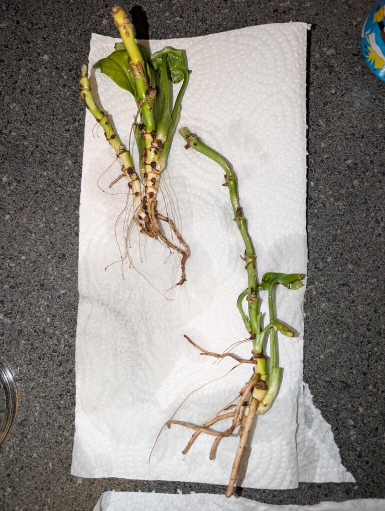 This may be my biggest challenge yet! Monstera Adansonii murderer rescue