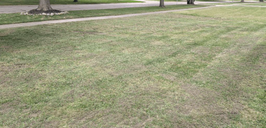 Zone 6 overseed results after 3 weeks