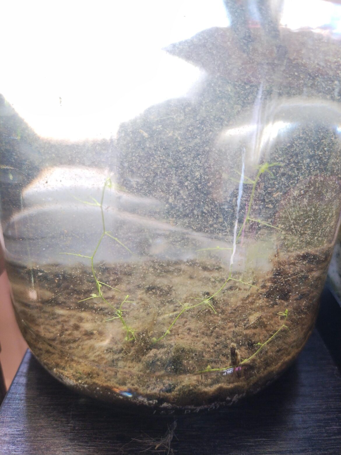 Can I get an ID on this stringy thing growing from the soil?