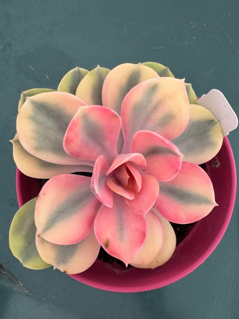 Echeveria Rainbow