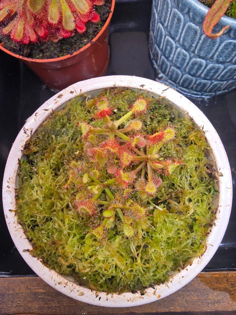 Show me your Drosera Madagascariensis