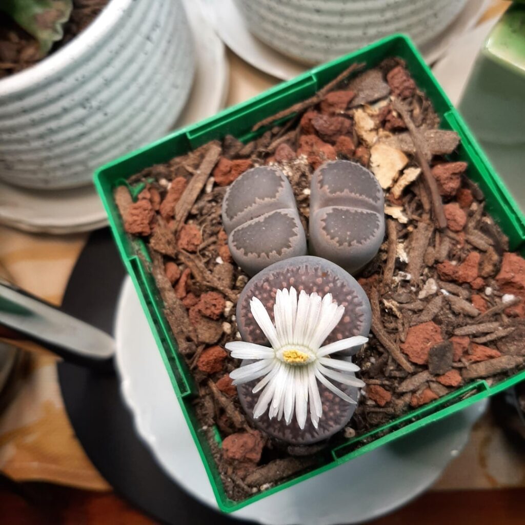 First time flowering