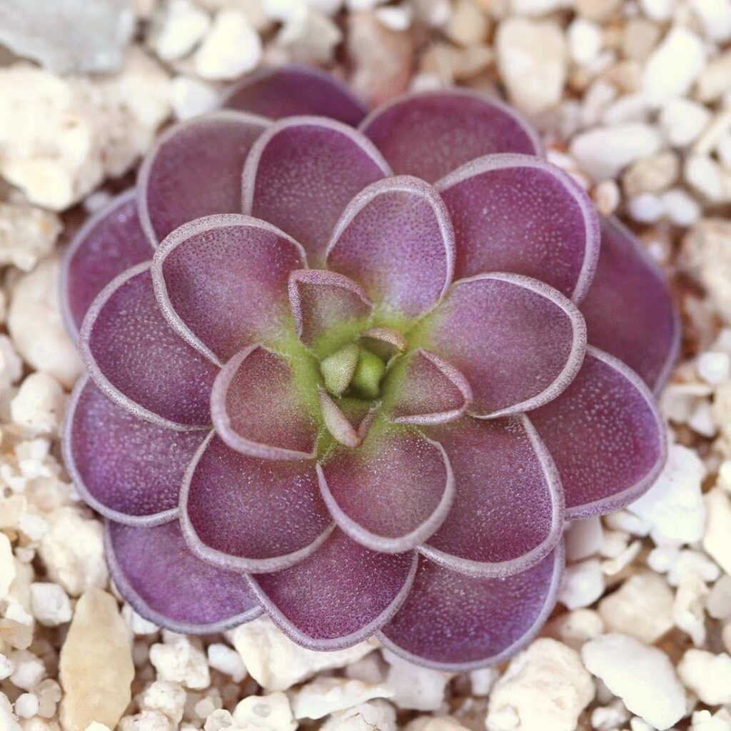 Pinguicula ‘Berry Bonbon’ 🍬💜🍭