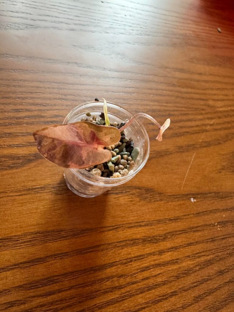 Need help with a pink bambino alocasia Need help with a pink bambino alocasia