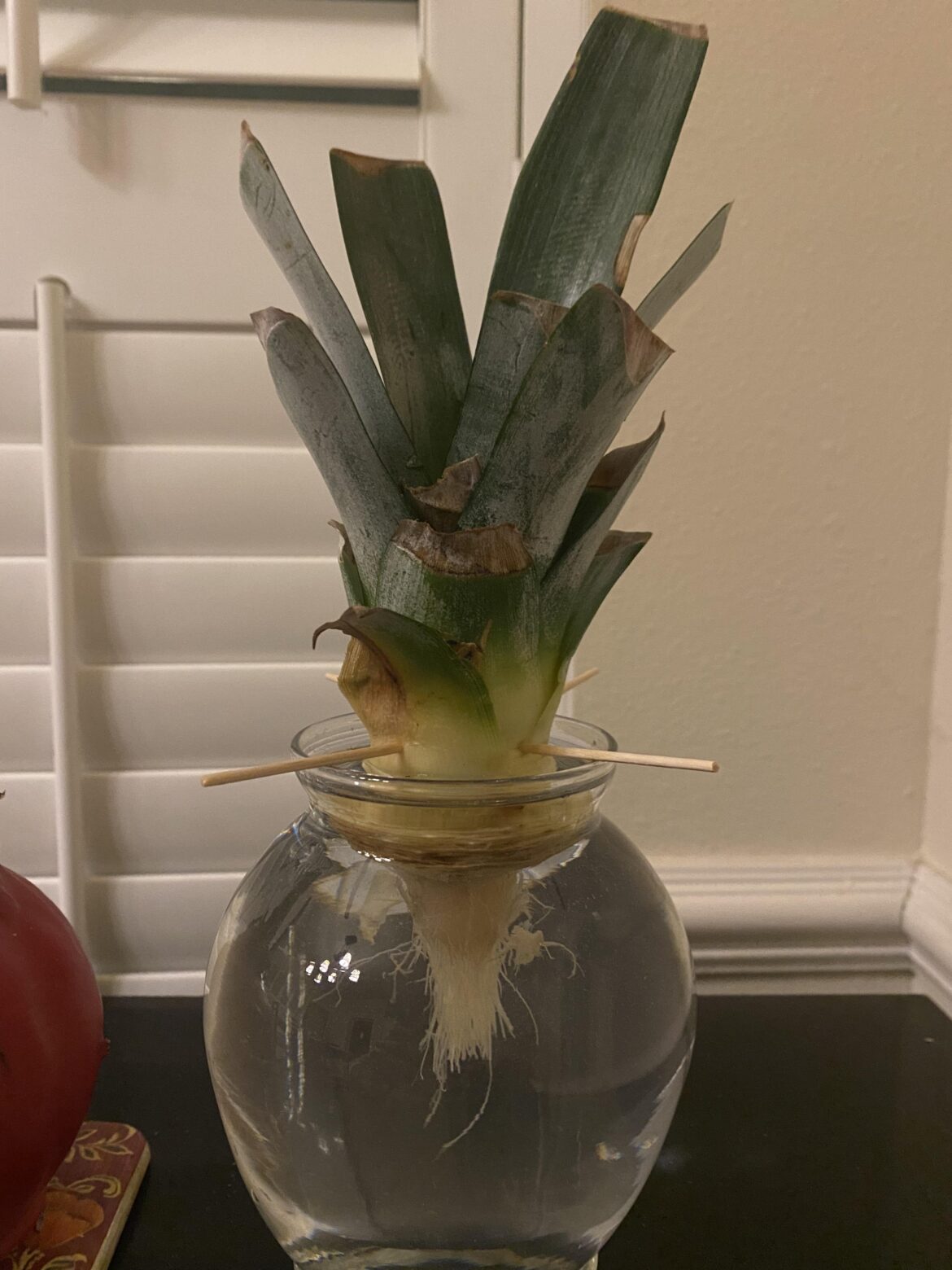 Is my girlfriend doing this correctly? I’m not sure about propagating pineapples. Thanks in advance!