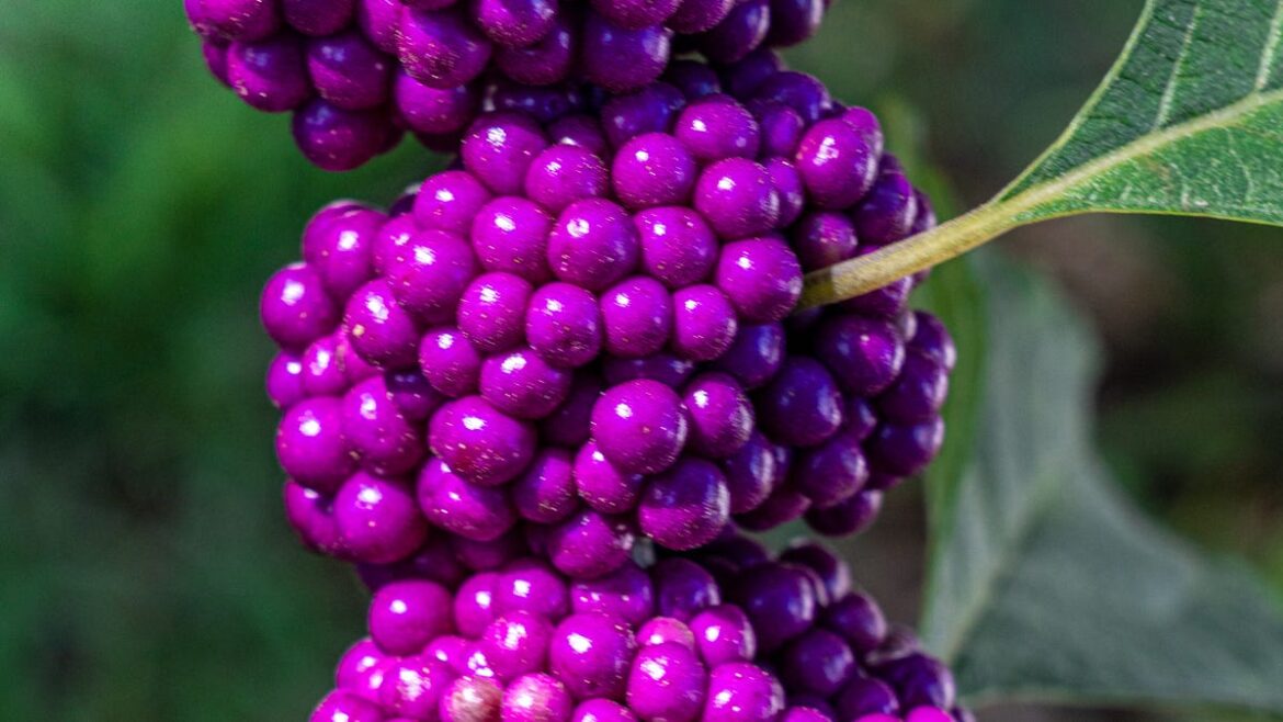 The Darwinian Gardener heeds the beautyberries The Darwinian Gardener heeds the beautyberries
