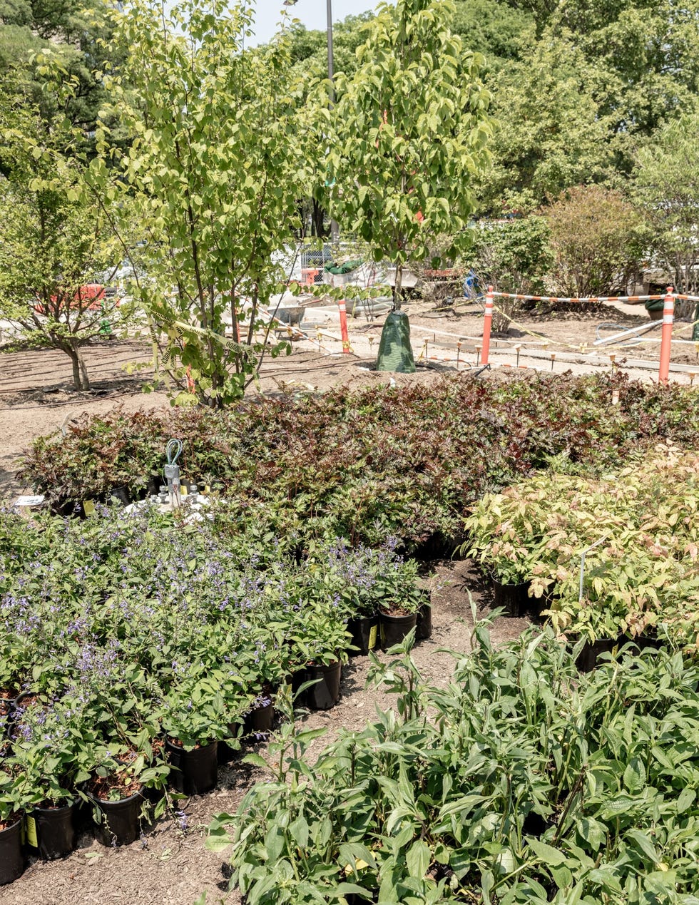 Nursery with various potted plants and trees in a landscaping environment.