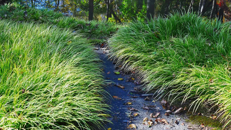 Prairie dropseed line the path in the woods.