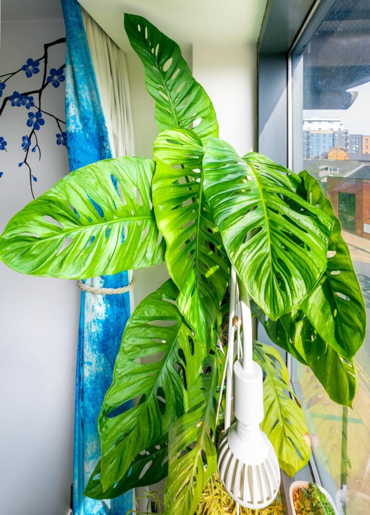 Adansonii with 21” new leaf