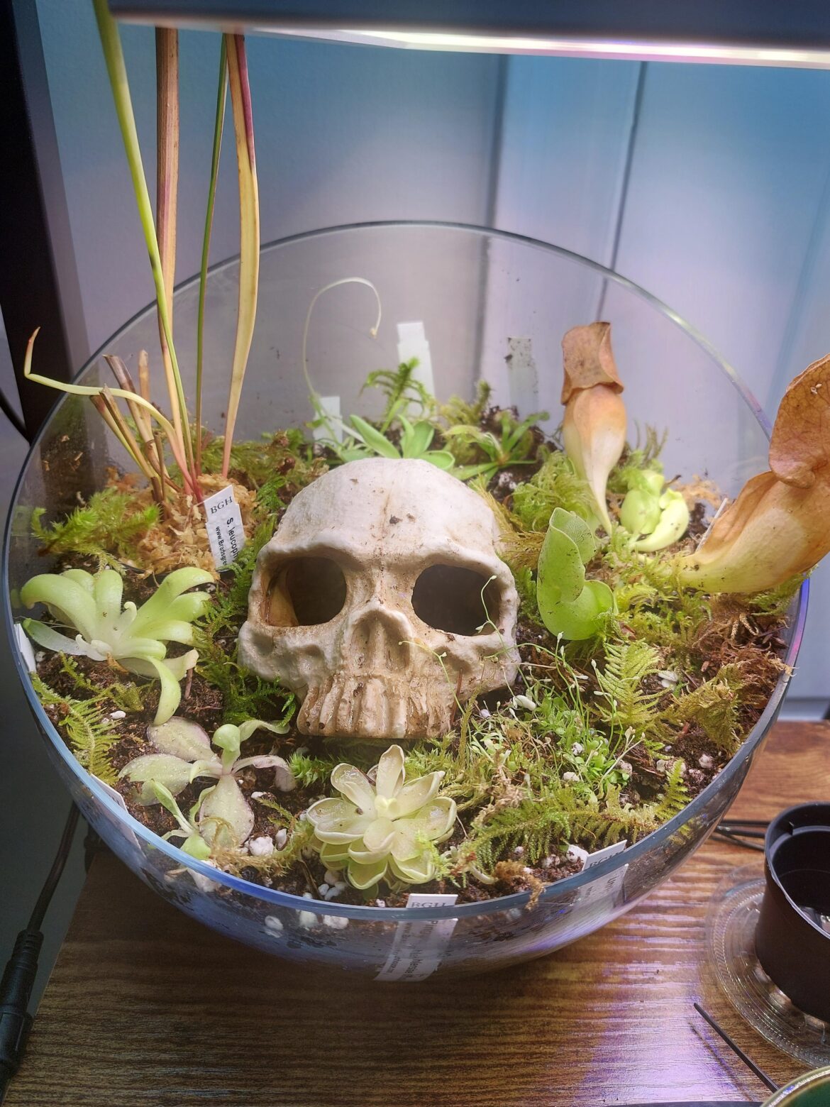 Bog bowl!