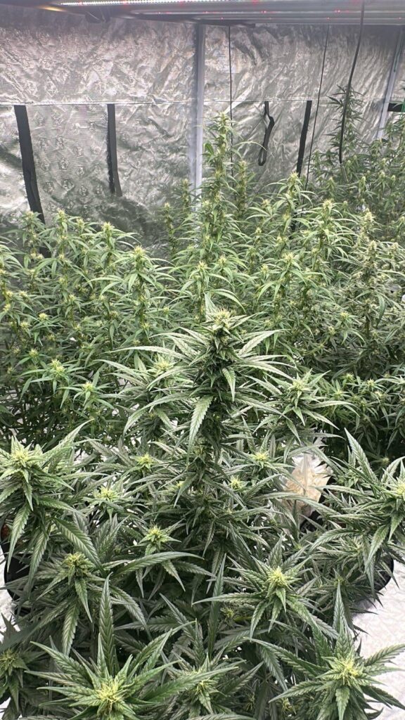 First Grow – Girls Getting Big First Grow - Girls Getting Big