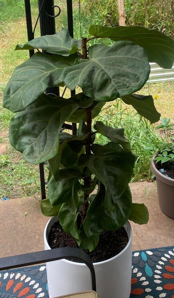 30 Days After Topping My Fiddle Leaf Fig
