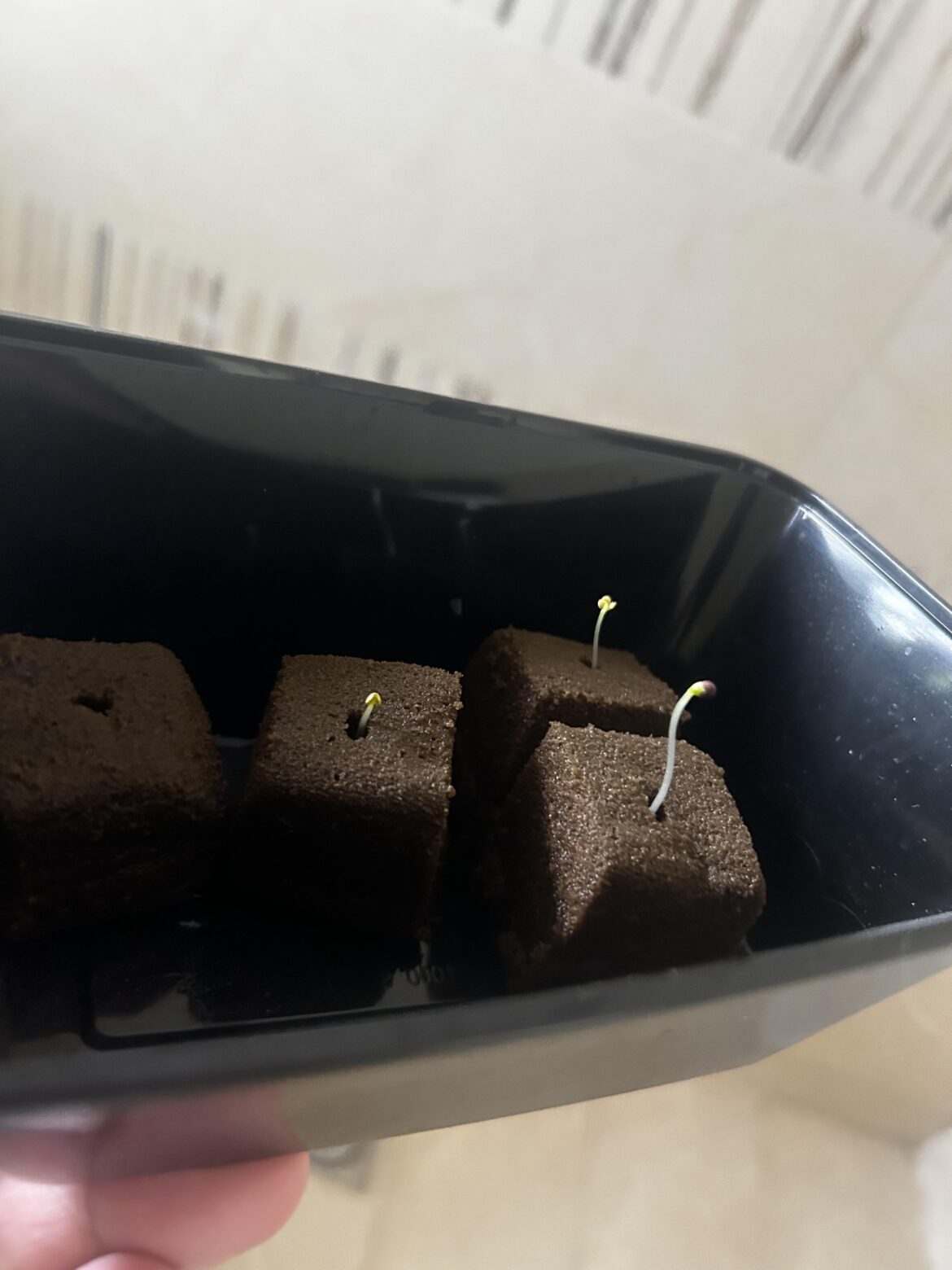 Do they look fine?
